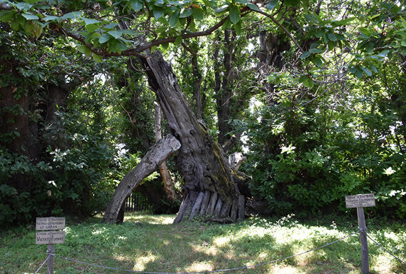 Castagno dei Cento Cavalli - © Giovanni Caruso Castagno dei Cento Cavalli - © Giovanni Caruso