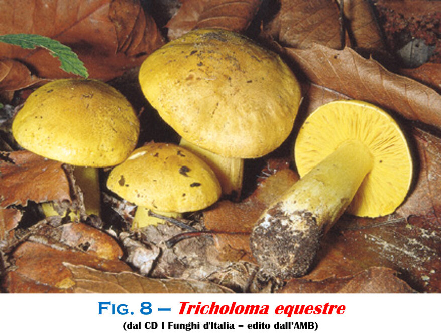 302cae29-40bb-49a3-9662-512e12a01ab8 302cae29-40bb-49a3-9662-512e12a01ab8