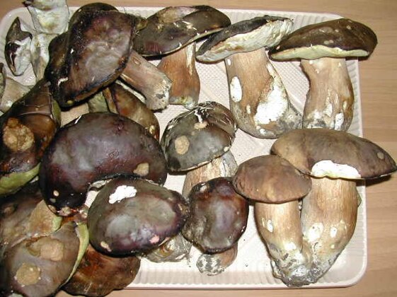 fd7d3cb7-5f16-4fb8-87da-e289a61f3acc fd7d3cb7-5f16-4fb8-87da-e289a61f3acc