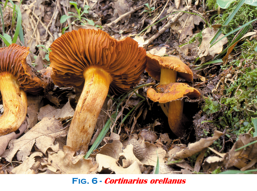 cc4f5516-4327-49ef-82f4-80354f959721 cc4f5516-4327-49ef-82f4-80354f959721