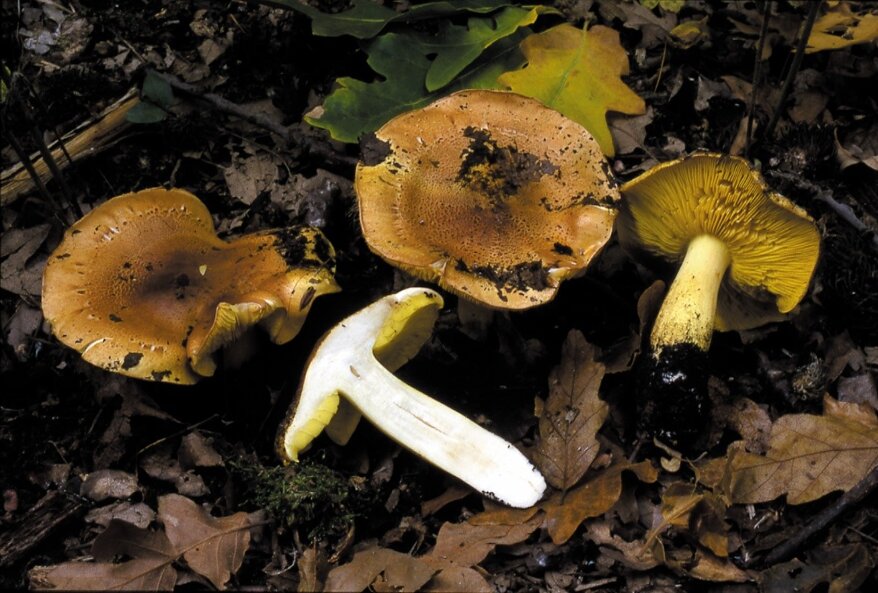 9f2af8d3-d5ca-4519-bcff-27b57a979a1e 9f2af8d3-d5ca-4519-bcff-27b57a979a1e