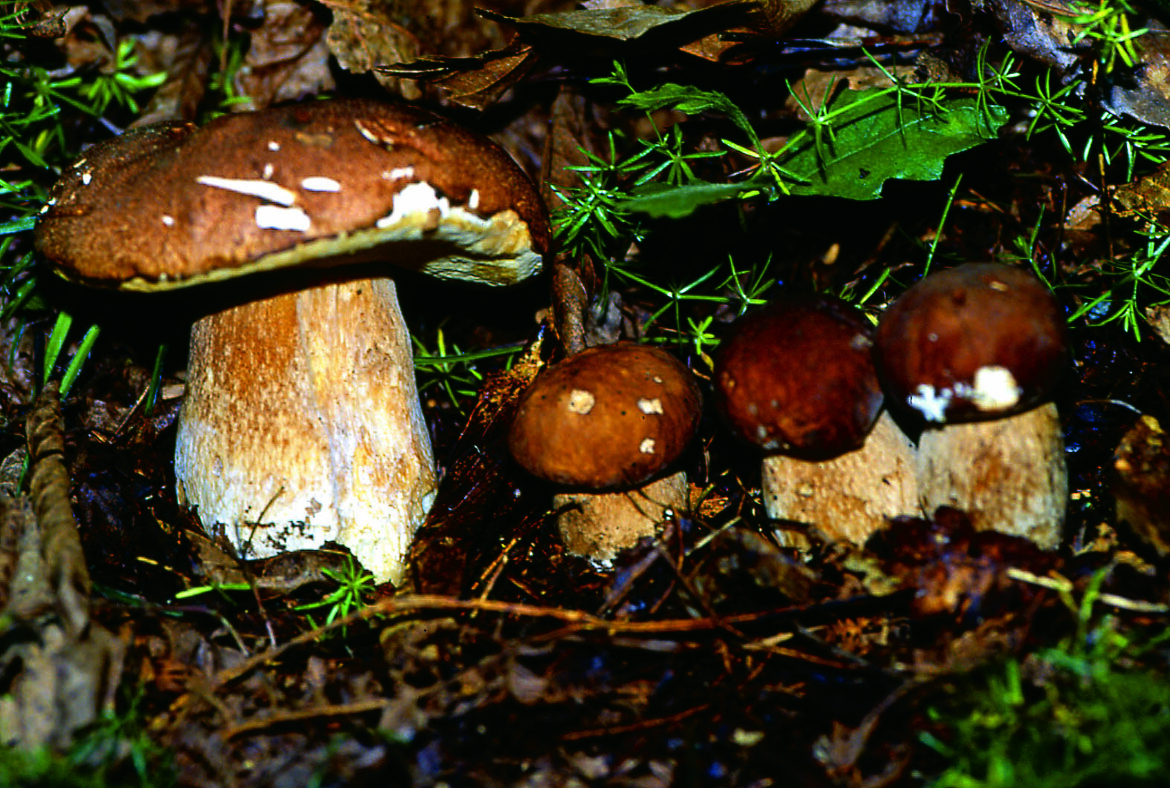 08b00631-cd88-44f7-9599-c8c2032a03ca 08b00631-cd88-44f7-9599-c8c2032a03ca