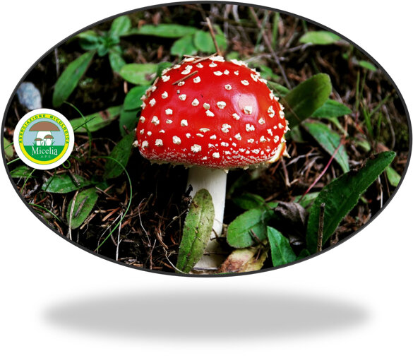 d442cbae-fff6-4a33-bad1-652d8268d2b6 d442cbae-fff6-4a33-bad1-652d8268d2b6