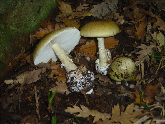 321425a9-778c-46c7-b380-6141e8a2a530 321425a9-778c-46c7-b380-6141e8a2a530