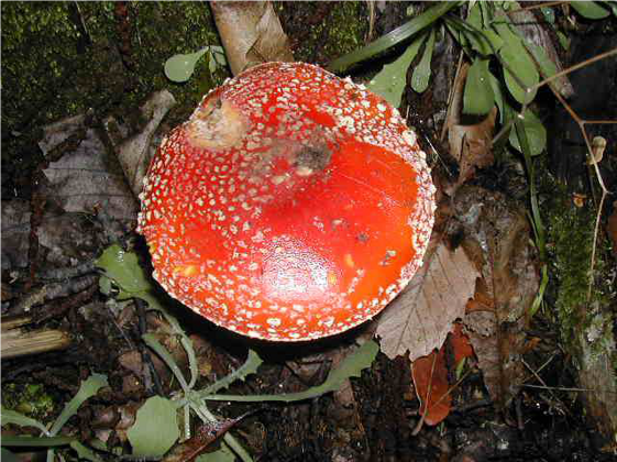 a10441ed-2597-4a20-82bb-c40050f3b111 a10441ed-2597-4a20-82bb-c40050f3b111