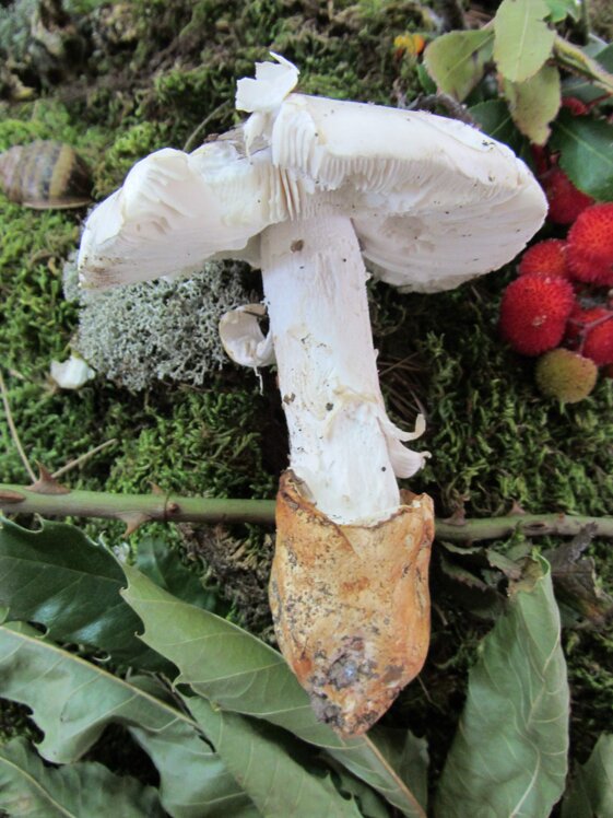 8b405d99-a5c5-492a-ab02-a8baf5adbc6c 8b405d99-a5c5-492a-ab02-a8baf5adbc6c