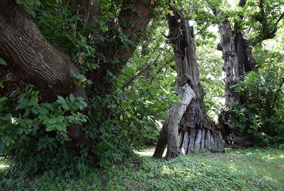 Castagno dei Cento Cavalli - © Giovanni Caruso Castagno dei Cento Cavalli - © Giovanni Caruso