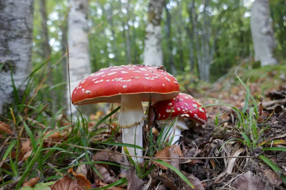 a36fa70c-0ad2-4d26-8d3a-72423311791f a36fa70c-0ad2-4d26-8d3a-72423311791f