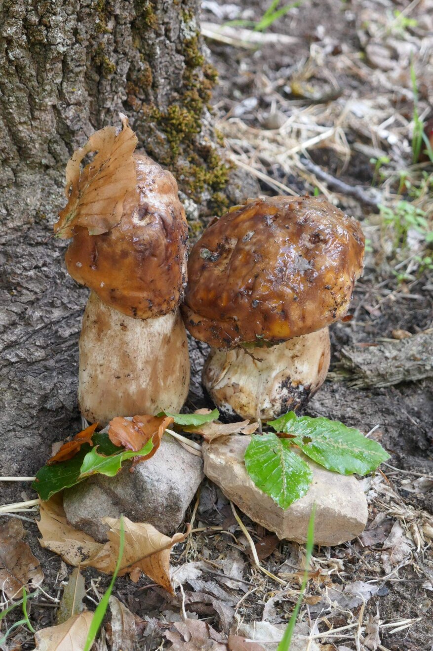 8f56fbdb-561f-4c8c-8bba-e6159b6ffd2b 8f56fbdb-561f-4c8c-8bba-e6159b6ffd2b