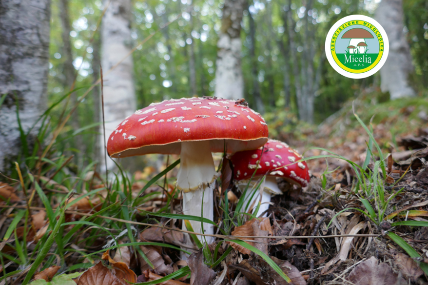 ec32230c-645f-4b01-8240-8d083cd46c7b ec32230c-645f-4b01-8240-8d083cd46c7b