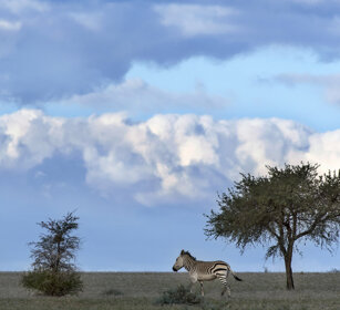 Zebra di montagna del Capo (Equus zebra zebra) Mountain Zebra