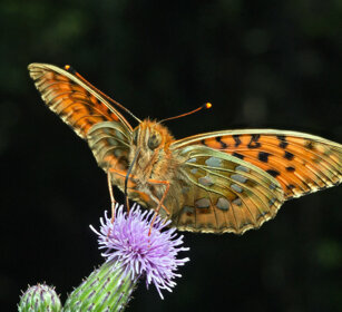 Mesoacidalia aglaja, Dark Green Fritillary