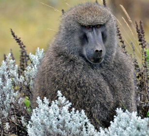 Babbuino anubino (Papio anubis), Olive Baboon