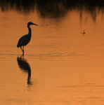 la caccia, hunting Camargue, St. Maries de la mer