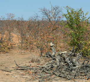 boscaglia, bush PN Kruger, Kruger NP
