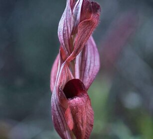 Serapide cuoriforme (Serapias cordigera) Heart-flowered orchid
