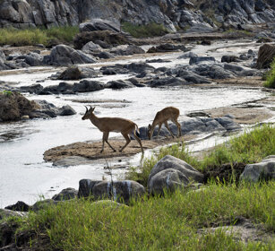 Antilopi Cervicapra (Redunca redunca) Bohor Reedbucks, Serengeti NP
