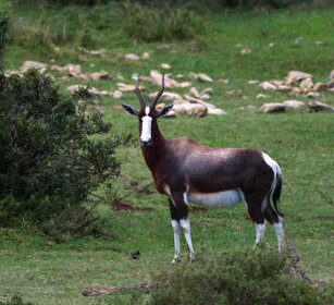 Antilope dorcade (Damaliscus pygargus), Bontebok Riserva naturale De Hoop, De Hoop natural reserve