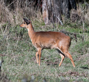 femmina di Nyala di montagna (Tragelaphus buxtoni) female Mountain Nyala, Dinsho forest