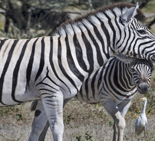 Zebre di Burchell (Equus quagga burchellii) Burchell's Zebras, Etosha NP