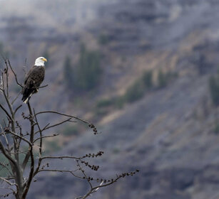 Aquila testa bianca, Bald Eagle PN di Yellowstone, Yellowstone NP