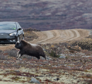 Bue muschiato juv. (Ovibos moschatus), Muskox cub parco nazionale di Dovrefjell, Dovrefjell NP