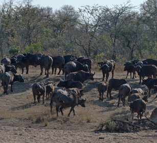 Bufali africani (Syncerus caffer) African Buffalos, Kruger NP