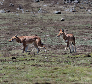 Lupi del Simien juv. (Canis simiensis) Simien Wolves juv., Sanetti plateau