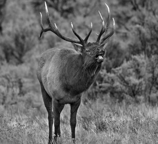 Cervo canadese, Wapiti, Yellowstone