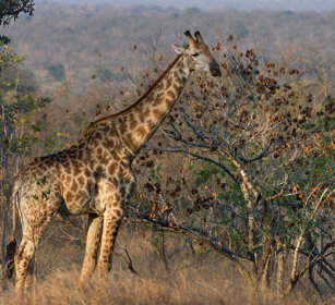 Giraffa sudafricana, (Giraffa camelopardalis g.) South African Giraffe, Kruger NP