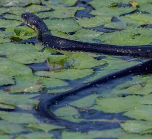 Natrice Natrix Natrice Natrix