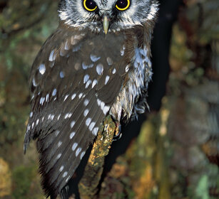 Civetta capogrosso (Aegolius funereus) Tengmalm's Owl. Bayerischerwald NP