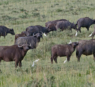 Bufali africani Uganda