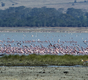 Fenicotteri rosa (Phoenicopterus roseus) Greater Flamingos, Ngorongoro NP