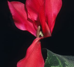 Ciclamino (Cyclamen)