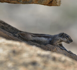 Xero del Nord Africa (Atlantoxerus getulus) Barbary Ground Squirrel, Fuerteventura, parque Rural