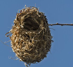 nido di uccello tessitore, Weaver's nest