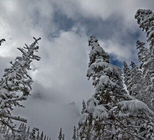 Pines, Banff NP