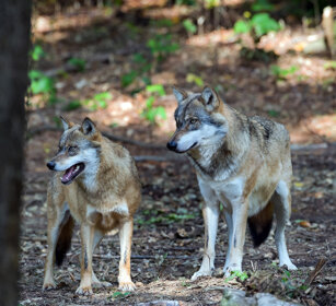 Lupi (Canis lupus), Wolves Bayerischerwald, Germania, Germany