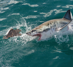 Squalo bianco (Carcharodon carcharias) Great White Shark