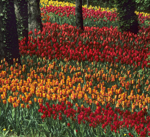 Tulipani, Tulips Pralormo (To)
