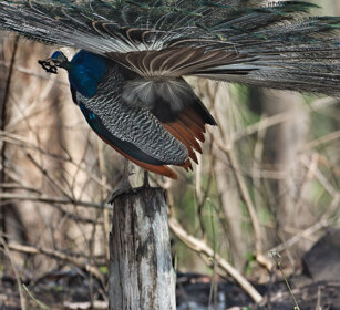 Pavone (Pavo cristatus), Peacock Nagarhole NP, Karnataka