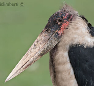 Marabù (Leptoptilos crumeniferus) Marabou Stork lago Zway, lake Zway