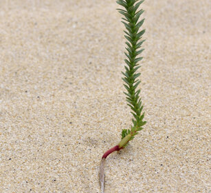 vegetazione dunale, dune vegetation Fuerteventura