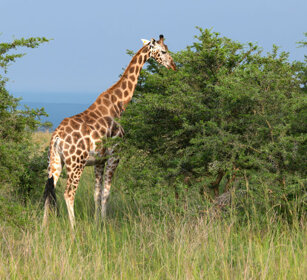 Giraffa di Rothschild Uganda
