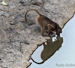 Gelada, Gelada Baboon Debre Libanos