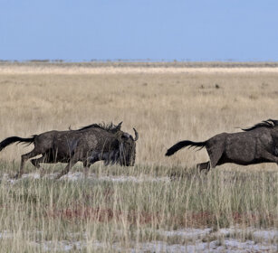 Gnu (Connochaetes taurinus), Blue Wildebeests Etosha NP
