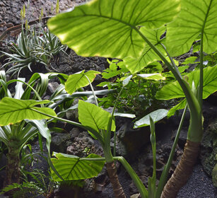 vegetazione, vegetation Lanzarote