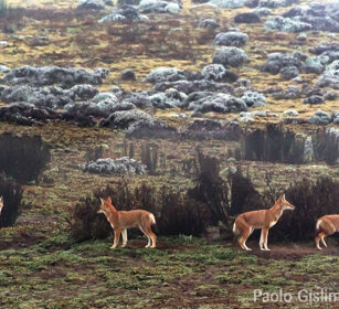 Lupi del Simien nella nebbia (Canis simiensis) Simien Wolves in the fog, Sanetti plateau