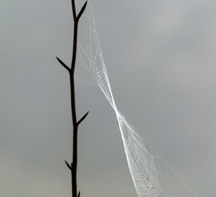 ragnatela, cobweb